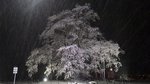19Manto1460Snow.jpg
