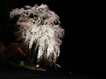 fukudaji646.jpg