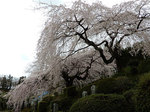 honkyuuji508.jpg