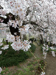 honkyuuji517.jpg