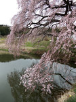 yosimizu570tw.jpg