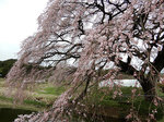 yosimizu572.jpg